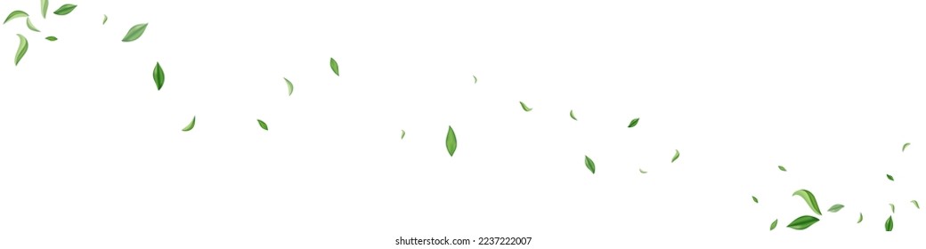 Plantilla De Fondo Panorámico Blanco De Vector De Volante De Lime Leaf. Rama De Foliage Realista. Ilustración de las hojas de oliva con hierbas. Patrón de bosques verdes.