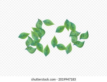 Lime Leaf Forest Vector Transparent Background Backdrop. Realistic Foliage Design. Swamp Greenery Organic Template. Leaves Spring Plant.