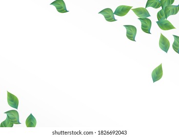 Borde de fondo blanco de vectores frescos de la hoja de cal. Planta de flotación natural. Forest Deja El Diseño De Swirl. Plantilla de caída de la vegetación.