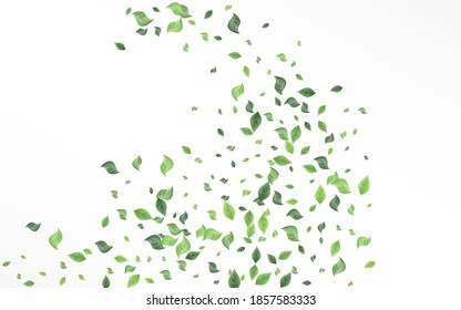 Lime Leaf Fresh Vector White Background Concept. Blur Leaves Branch. Olive Greenery Falling Backdrop. Foliage Realistic Plant.