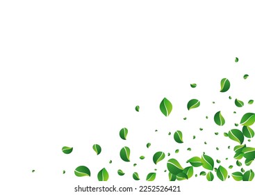 Lime Leaf Fresh Vector White Background. Transparent Greens Design. Olive Foliage Fly Border. Leaves Flying Wallpaper.