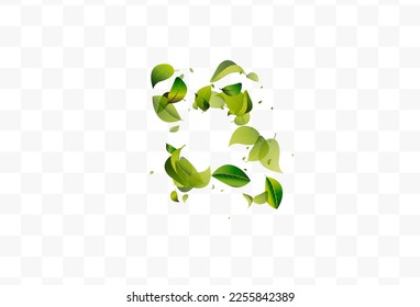 Lime Leaf Fresh White Transparent Vector Background Brochure. Fly Foliage Plant. Mint Greens Tree Concept. Leaves Transparent Illustration.