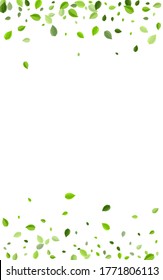 Lime Leaf Herbal Vector Plant. Fly Foliage Illustration. Green Greens Tree Poster. Leaves Forest Brochure.