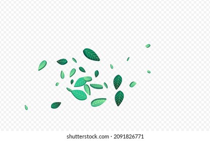 Lime Leaf Herbal Vector Transparent Background Background. Tree Greens Pattern. Grassy Leaves Motion Illustration. Foliage Realistic Concept.