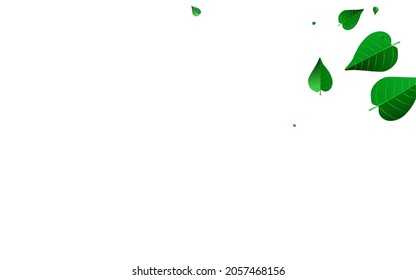 Lime Leaf Herbal Vector White Background Banner. Nature Greens Pattern. Mint Foliage Flying Poster. Leaves Fly Plant.
