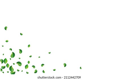 Lime Leaf Herbal Vector White Background. Realistic Leaves Wallpaper. Forest Foliage Swirl Backdrop. Greens Wind Brochure.