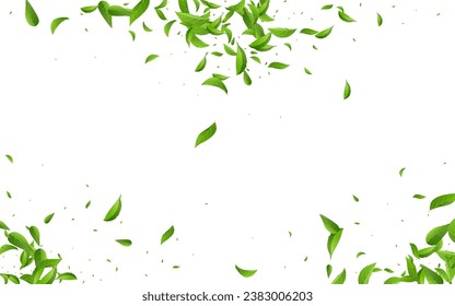 Lime Leaf Herbal Vector White Background Pattern. Swirl Greens Poster. Green Leaves Wind Template. Foliage Transparent Branch.