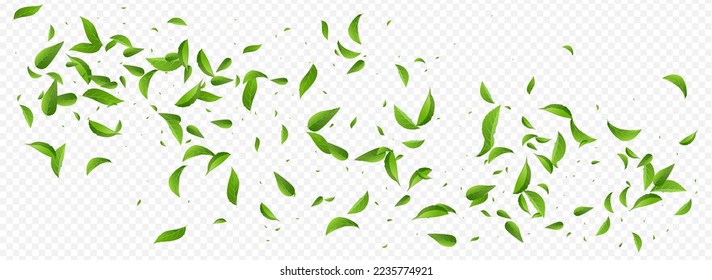 Lime Leaf Motion Vector Panoramic Transparent Background Concept. Fly Foliage Plant. Swamp Leaves Fresh Design. Greens Herbal Illustration.