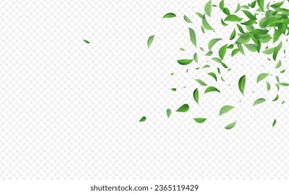 Lime Leaf Motion Vector Transparent Background Brochure. Forest Leaves Wallpaper. Swamp Foliage Abstract Concept. Greens Fresh Banner.