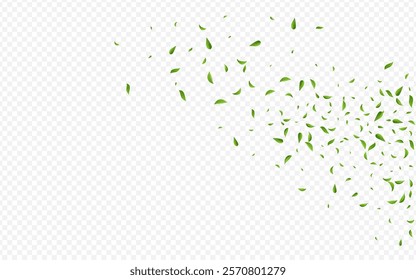 Lime Leaf Nature Vector Transparent Background Brochure. Fly Leaves Banner. Forest Foliage Forest Illustration. Greens Organic Backdrop.