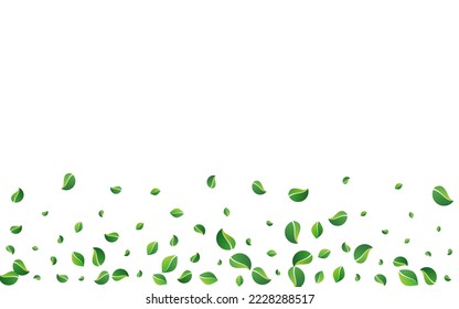 Lime Leaf Nature Vector White Background. Spring Greens Illustration. Olive Foliage Ecology Border. Leaves Tea Banner.