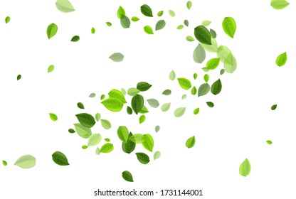 Lime Leaf Organic Vector Poster. Tree Leaves Plant. Mint Greens Tea Pattern. Foliage Motion Brochure.