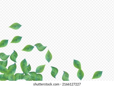 Lime Leaf Realistic Vector Transparent Background Pattern. Motion Greenery Poster. Green Leaves Wind Design. Foliage Abstract Backdrop.