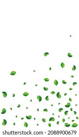 Lime Leaf Spring Vector White Background. Fly Greens Pattern. Swamp Foliage Abstract Wallpaper. Leaves Motion Branch.