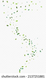 Lime Leaf Swirl Vector Transparent Background. Tea Foliage Illustration. Green Leaves Flying Design. Greens Herbal Plant.