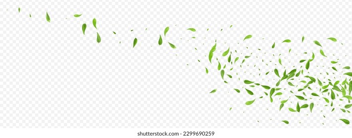 Lime Leaf Transparent Vector Panoramic Transparent Background Plant. Nature Greens Template. Mint Foliage Falling Concept. Leaves Flying Banner.