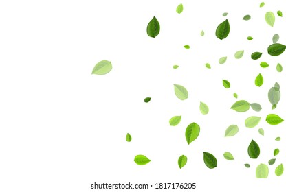 Lime Leaf Transparent Vector Wallpaper. Falling Leaves Brochure. Green Greens Motion Branch. Foliage Tea Design.