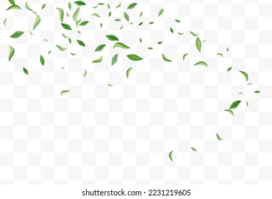 Lime Leaf Wind Vector Transparent Background Illustration. Flying Foliage Branch. Olive Leaves Tree Concept. Greens Spring Pattern.