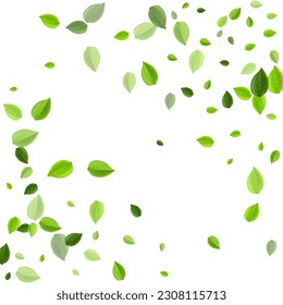 Lime Deja El Fondo Del Vector Abstracto. Ilustración De La Hoja Desenfocada. Rama De Té De Foliage De Mint. Fondo Orgánico Verde.