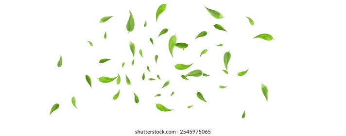 Lime Leaves Abstract Vector Panoramic White Background Pattern. Tree Leaf Concept. Mint Foliage Flying Border. Greens Transparent Poster.