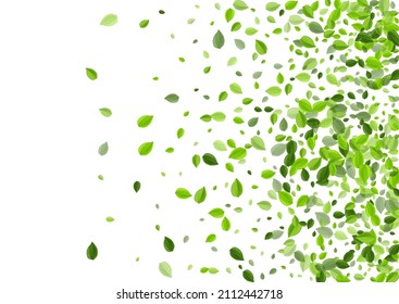 Lime Leaves Falling Vector Border. Fresh Foliage Plant. Olive Leaf Transparent Template. Greens Abstract Brochure.