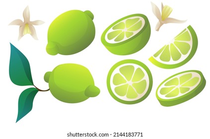 lime with leaves and flowers and cut slices vector illustration clipart green isolated elements on white background 