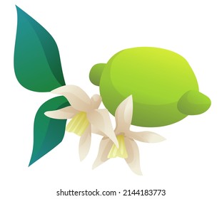 lima con hojas y flores ilustración vectorial clipart elementos aislados verdes sobre fondo blanco 