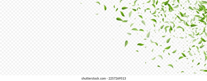 Lime Leaves Fly Vector Panoramic Transparent Background Illustration. Spring Greens Wallpaper. Mint Foliage Swirl Banner. Leaf Tea Branch.
