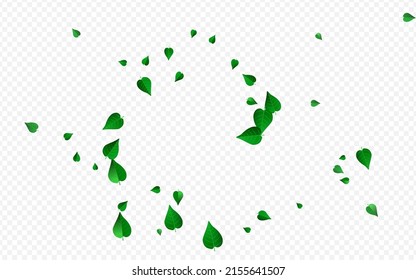 Lime Leaves Flying Vector Transparent Background Branch. Nature Foliage Illustration. Green Leaf Wind Design. Greens Forest Wallpaper.