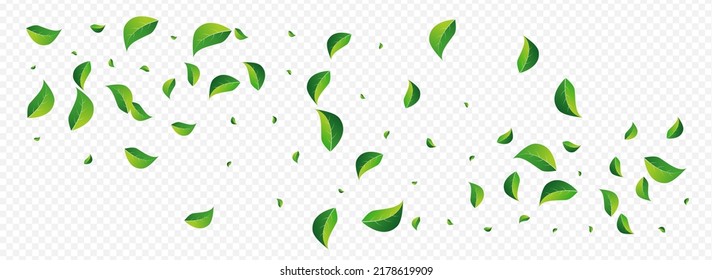 Lime Leaves Forest Vector Panoramic Transparent Background. Falling Leaf Poster. Grassy Greens Transparent Template. Foliage Blur Wallpaper.