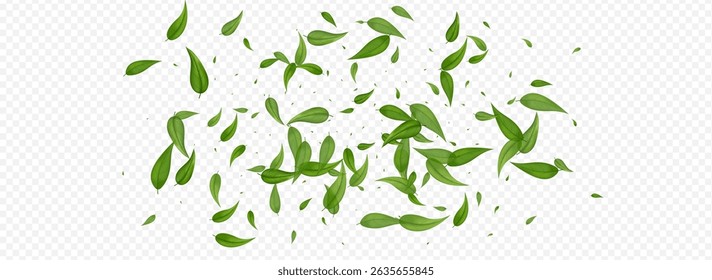 Lime Leaves Forest Vector Panoramic Transparent Background Border. Realistic Foliage Template. Green Leaf Spring Branch. Greens Abstract Plant.