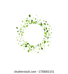 Lime Leaves Fresh Vector Border. Organic Greens Pattern. Forest Leaf Herbal Concept. Foliage Nature Poster.