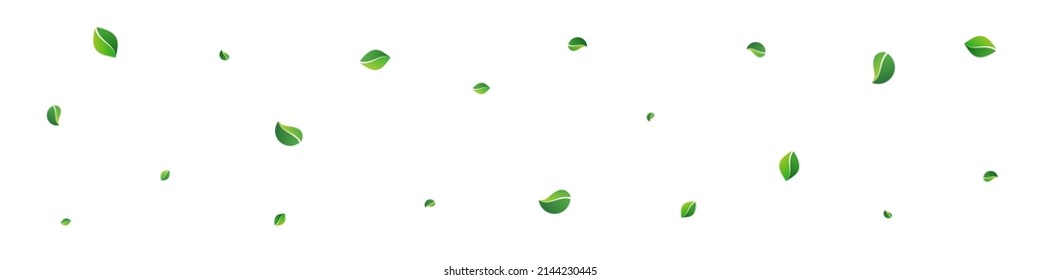 Lime Leaves Fresh Vector Panoramic White Background. Swirl Leaf Pattern. Olive Foliage Tree Illustration. Greens Organic Branch.