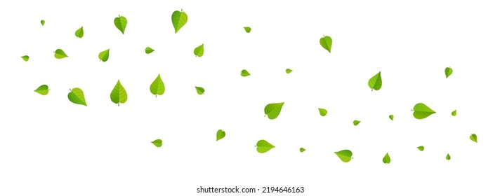 Linse Blätter Frische Vektorgrafik Panorama weißer Hintergrund Illustration. Organisches Blattmuster Green Foliage Tree Banner. Grüne Abstrakte Tapete.