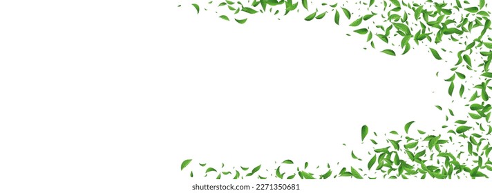 Lime Leaves Fresh Vector Panoramic White Background Poster. Falling Leaf Plant. Grassy Foliage Realistic Wallpaper. Greens Organic Banner.