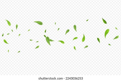 Lime Leaves Fresh Vector Transparent Background Backdrop. Transparent Foliage Banner. Swamp Greens Falling Poster. Leaf Ecology Illustration.