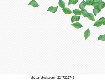 Lime Leaves Fresh Vector Transparent Background Border. Realistic Leaf Branch. Olive Greenery Abstract Brochure. Foliage Herbal Pattern.