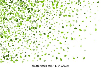 Lime Leaves Herbal Vector Design. Fresh Foliage Illustration. Swamp Greens Transparent Border. Leaf Falling Poster.