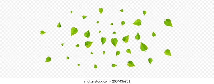 Lime Leaves Herbal Vector Panoramic Transparent Background Illustration. Swirl Leaf Branch. Grassy Foliage Fly Border. Greens Motion Poster.
