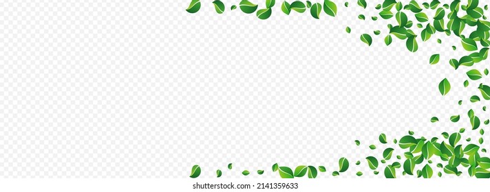 Lime Deja El Vector Herbal Panorámico Fondo Transparente. Pancarta de hoja de árbol. Borde de la naturaleza del follaje del pantano. Papel de fondo de la ecología del viento.