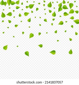 Lime Leaves Herbal Vector Transparent Background Border. Swirl Leaf Pattern. Forest Greens Fresh Branch. Foliage Wind Template.