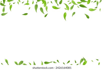 Lime Leaves Herbal Vector White Background Concept. Fresh Leaf Brochure. Mint Foliage Tea Template. Greens Forest Backdrop.