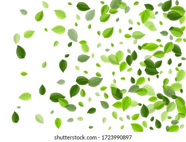 Lime Leaves Nature Vector Backdrop. Fly Greens Wallpaper. Forest Foliage Motion Plant. Leaf Herbal Template.