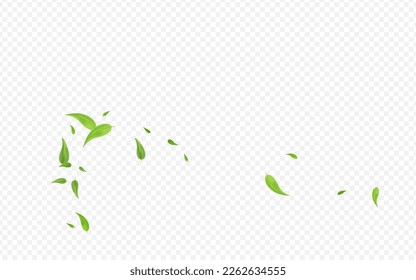 Lime Leaves Nature Vector Transparent Background Banner. Transparent Foliage Plant. Grassy Greens Herbal Concept. Leaf Tea Template.