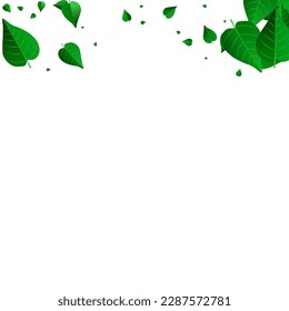 Lime Leaves Nature Vector White Background Design. Tea Greens Concept. Grassy Foliage Falling Banner. Leaf Abstract Branch.