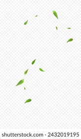 Lime Leaves Organic Vector Transparent Background Illustration. Blur Greens Design. Forest Leaf Fly Branch. Foliage Nature Brochure.