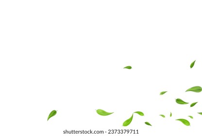 Lime Leaves Organic Vector White Background Wallpaper. Tree Leaf Banner. Olive Greens Transparent Design. Foliage Flying Brochure.