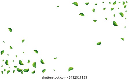 Lime Leaves Organic Vector White Background. Swirl Greens Plant. Olive Leaf Transparent Concept. Foliage Ecology Branch.