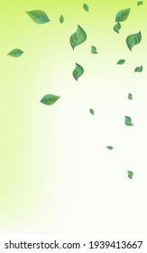 Lime Leaves Realistic Vector Green Background Pattern. Swirl Greenery Concept. Green Leaf Wind Banner. Foliage Fresh Backdrop.