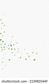 Lime Leaves Realistic Vector Transparent Background. Herbal Foliage Template. Mint Leaf Spring Design. Greens Abstract Wallpaper.